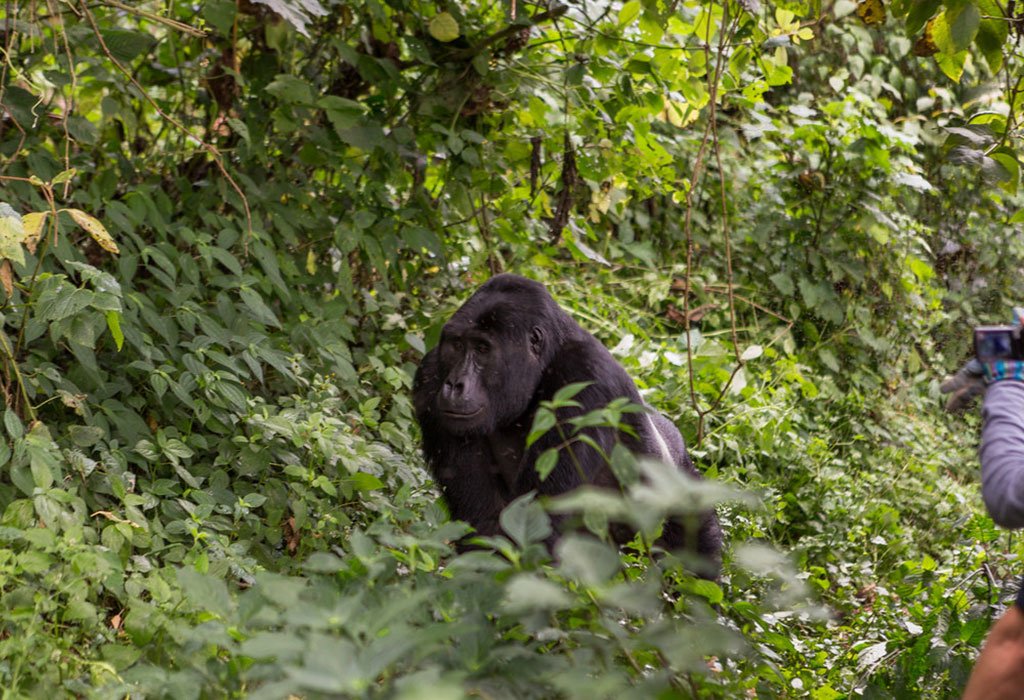 Rwanda Safaris