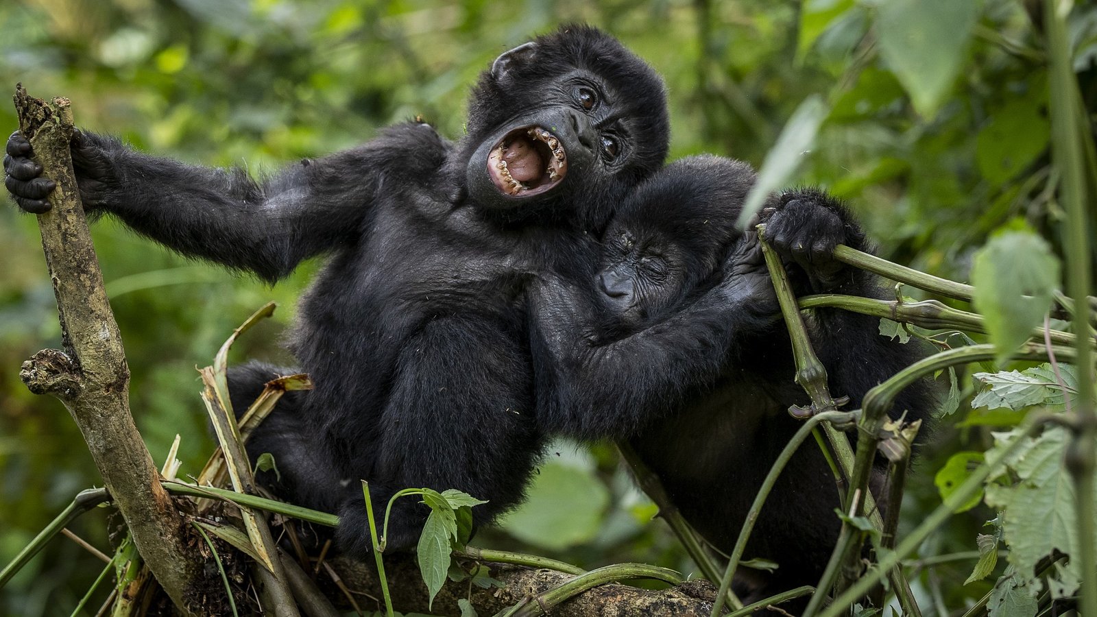 Bwindi Impenetrable National Park