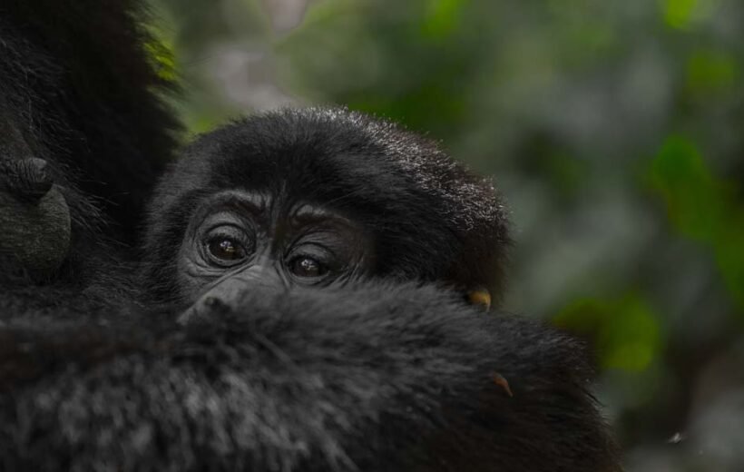 Bwindi Gorilla Trekking