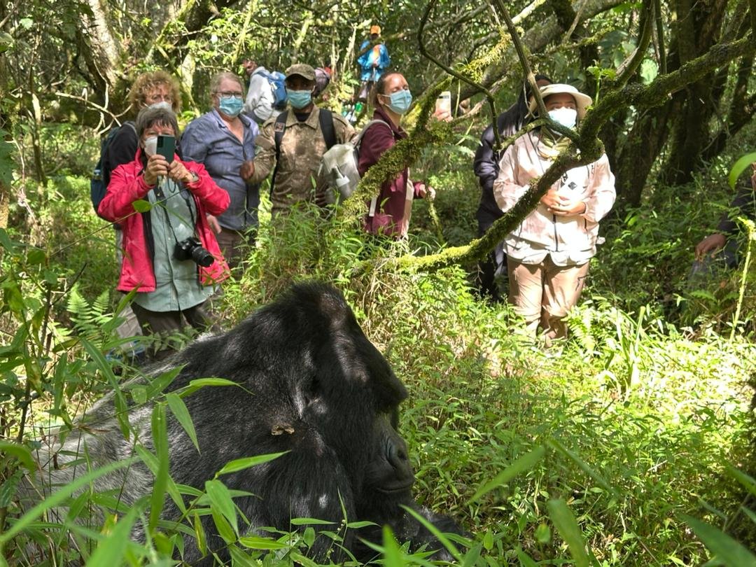 Uganda Primate Safari