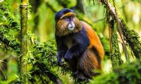 Rwanda Gorilla and Golden Monkey Safari
