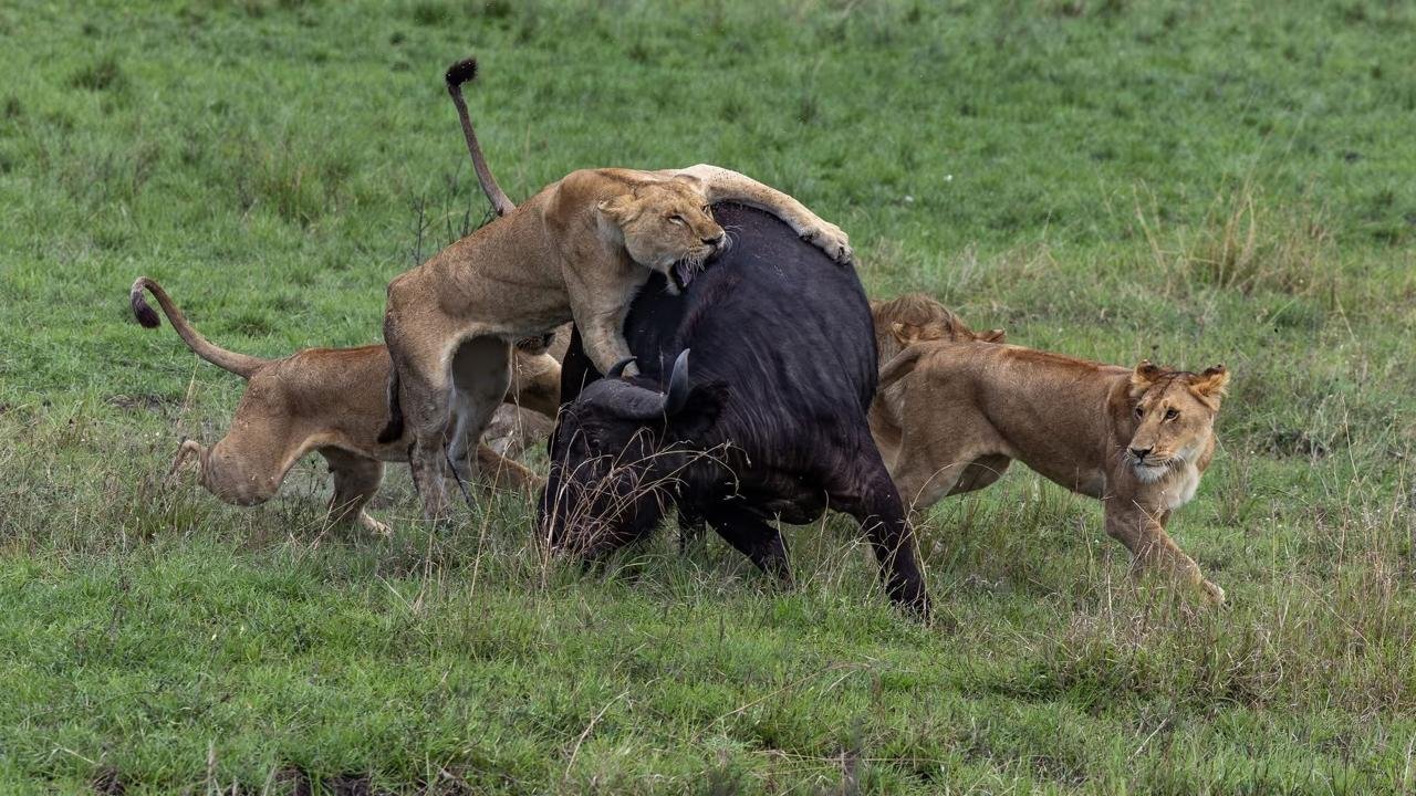 Uganda Big Five Safari