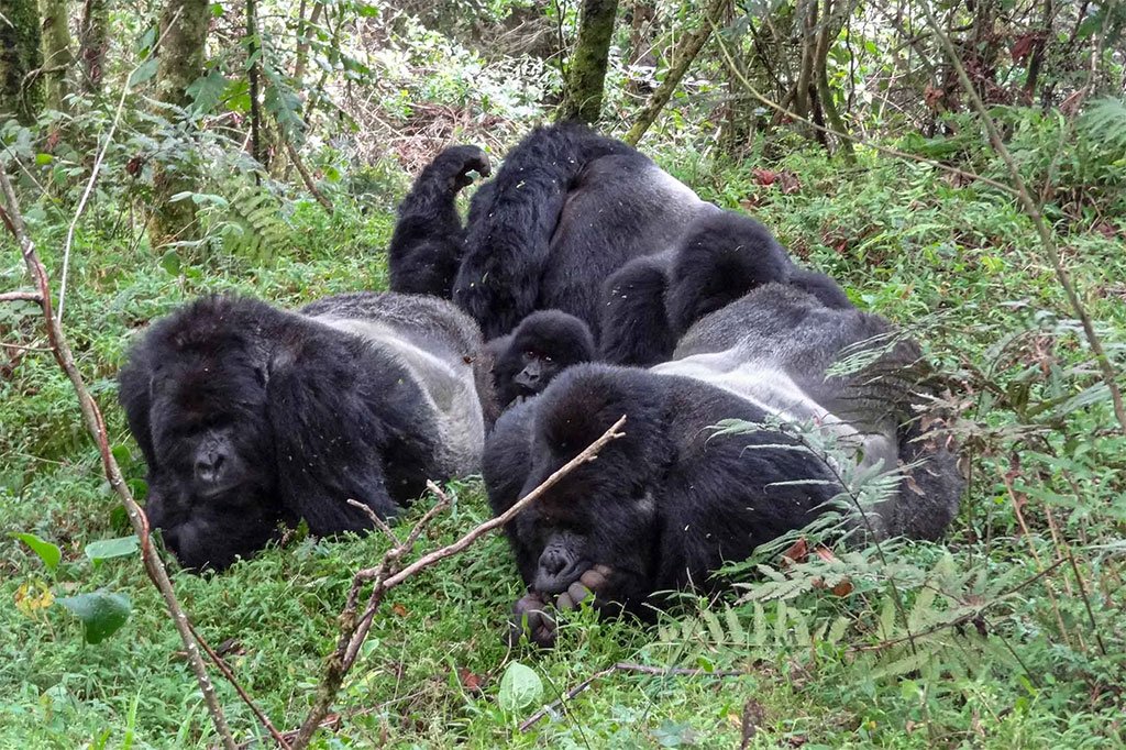 Uganda Rwanda Cultural Safari